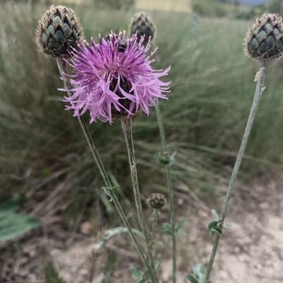 Centaurea scabiosa — flower