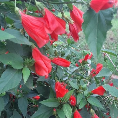 Malvaviscus arboreus — flower