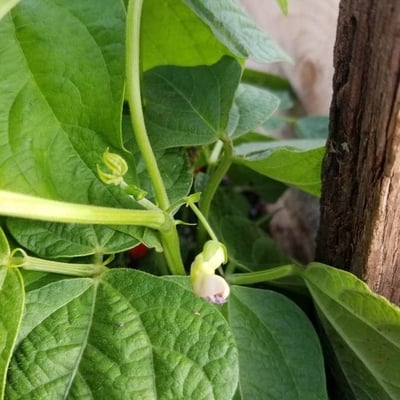 Phaseolus lunatus — flower