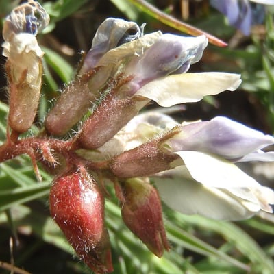 Oxytropis helvetica — flower
