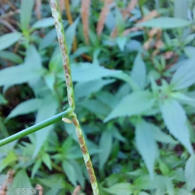 Paspalum conjugatum — leaf