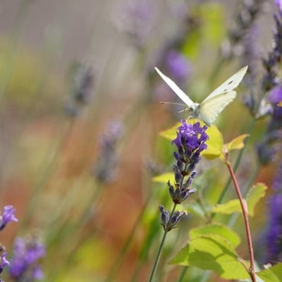 Lavandula latifolia — flower