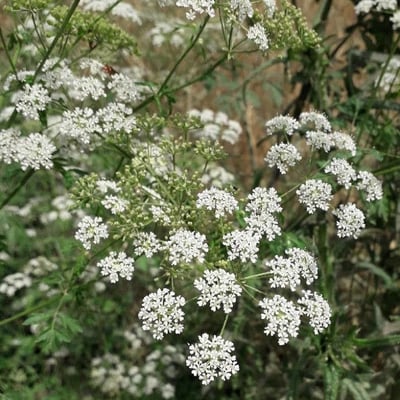 Conium maculatum — flower