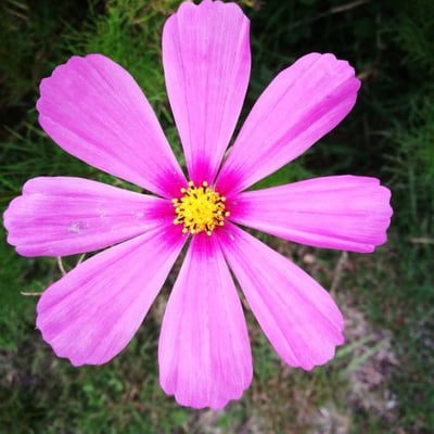 Cosmos bipinnatus — flower