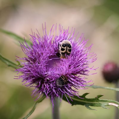 Cirsium heterophyllum — flower