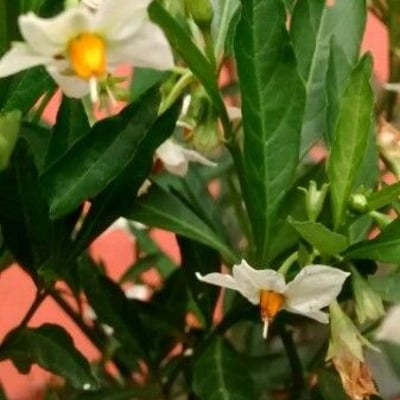 Solanum pseudocapsicum — flower