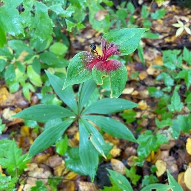 Medeola virginiana — flower