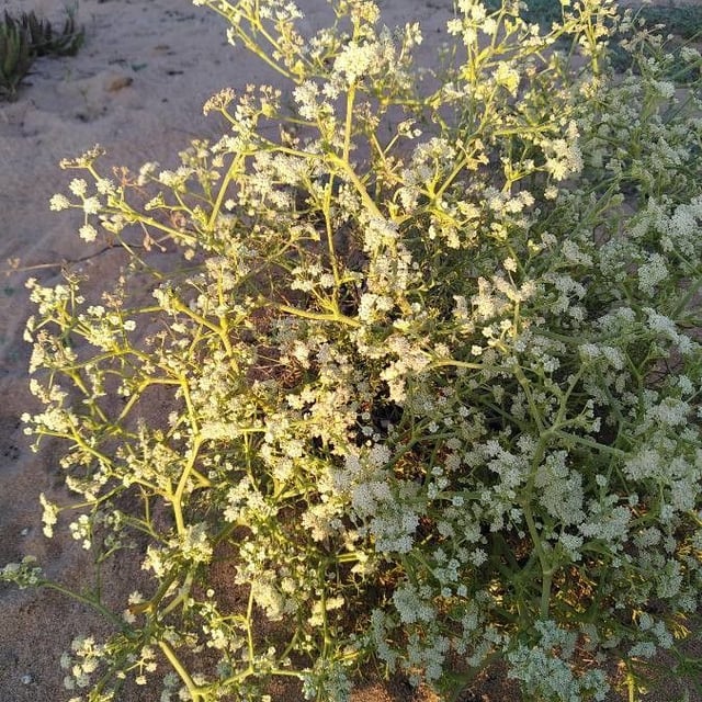 Seseli tortuosum — flower