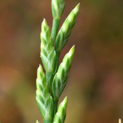 Catapodium marinum — flower