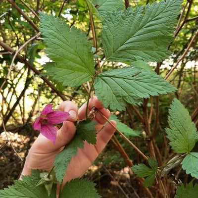 Rubus spectabilis — flower