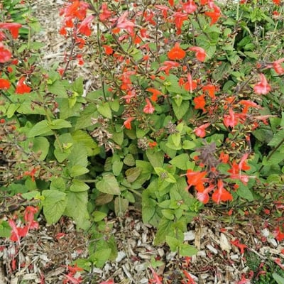 Salvia coccinea — flower