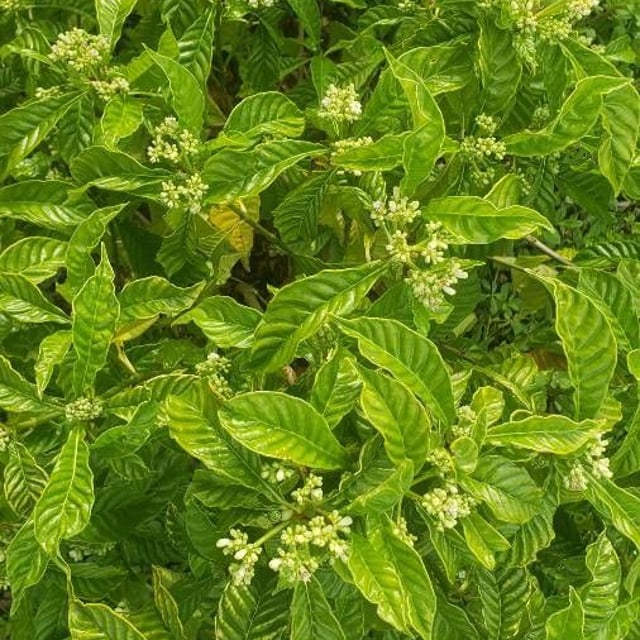 Psychotria nervosa — flower