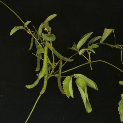 Galactia striata — flower