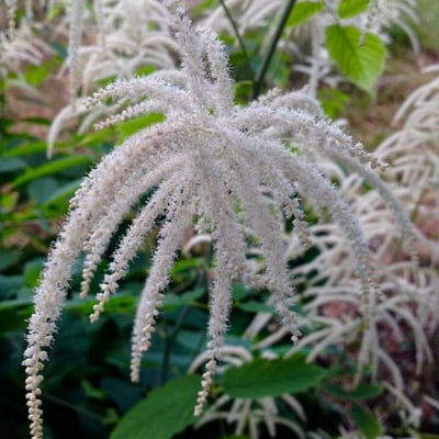 Aruncus dioicus — flower