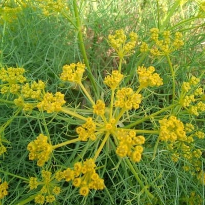 Anethum graveolens — flower