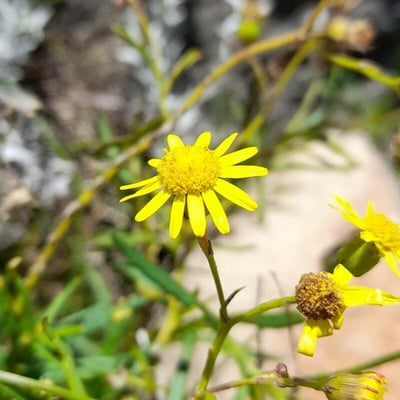 Senecio madagascariensis — flower