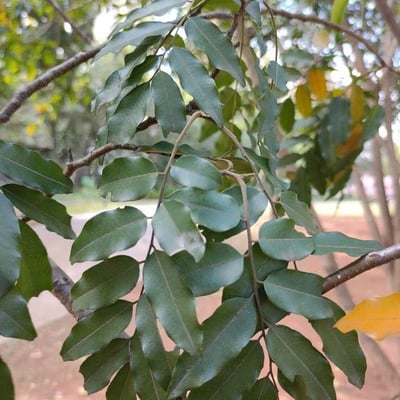 Myroxylon peruiferum — leaf