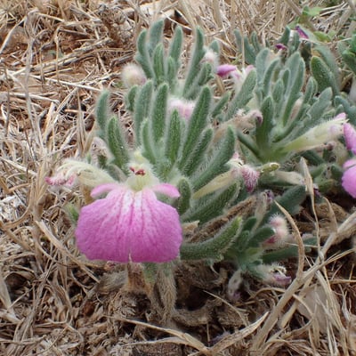 Ajuga iva — flower