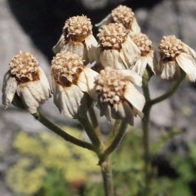 Achillea erba-rotta — flower