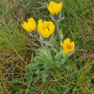 Hieracium villosum — flower