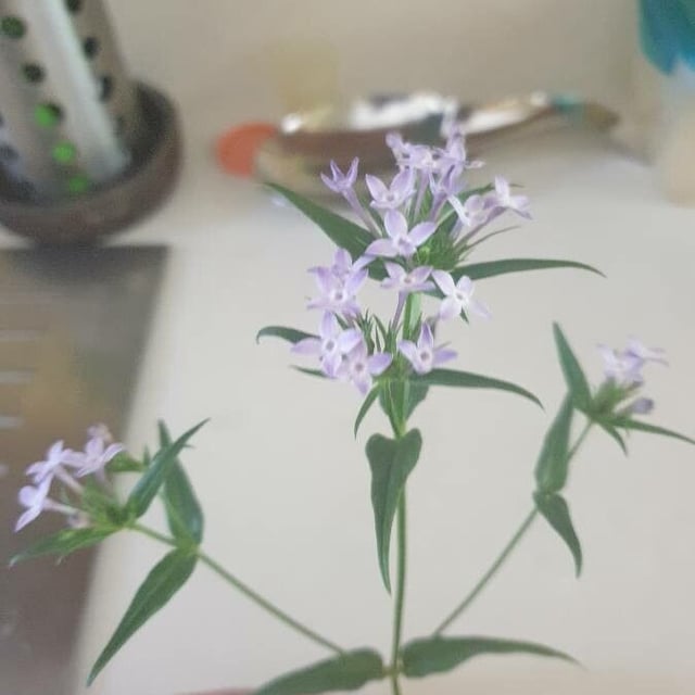 Stenaria nigricans — flower