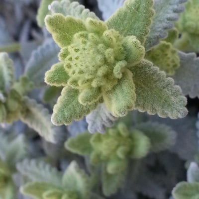 Teucrium aureum — flower