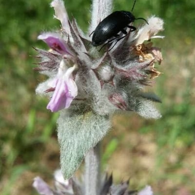 Stachys germanica — flower