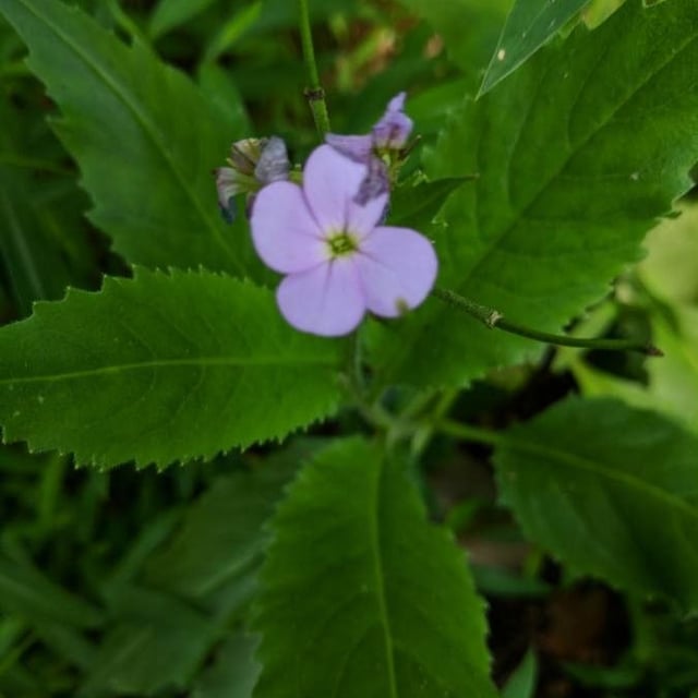 Lunaria annua — flower