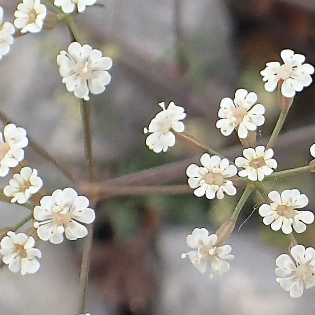 Ptychotis saxifraga — flower