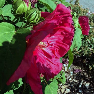 Hibiscus mutabilis — flower