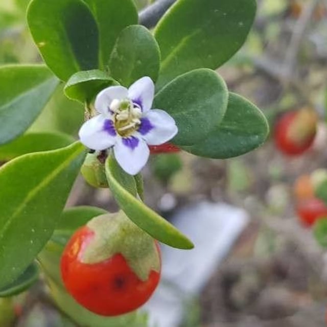 Lycium ferocissimum — flower