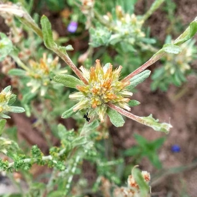 Filago pyramidata — flower