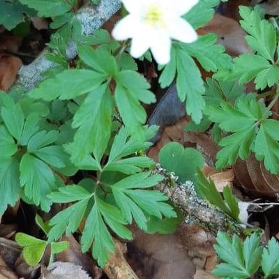 Anemone quinquefolia — flower