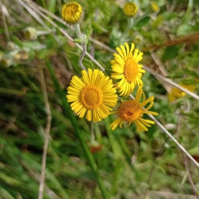 Pulicaria dysenterica — flower