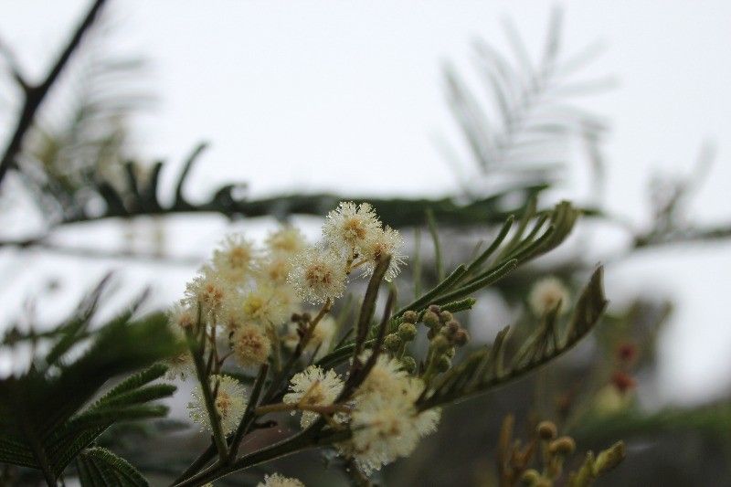 Black wattle