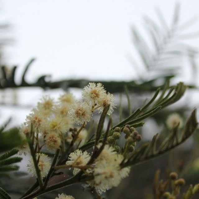 Acacia mearnsii — flower
