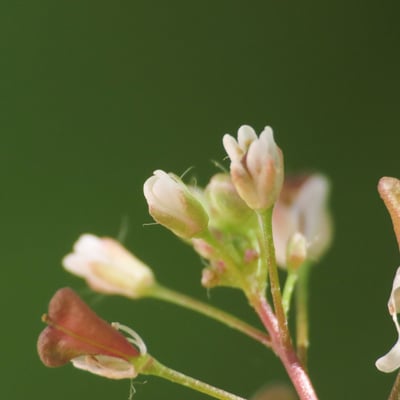 Capsella rubella — flower