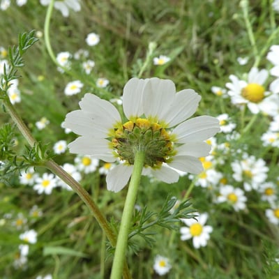 Anacyclus clavatus — flower