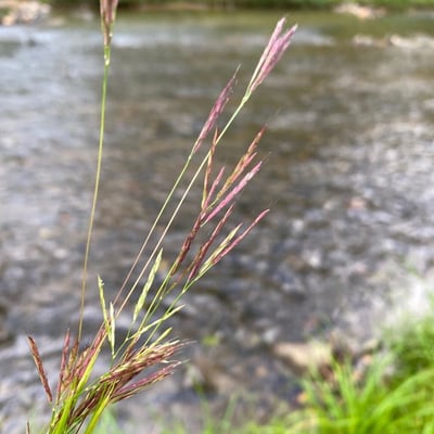 Arthraxon hispidus — flower