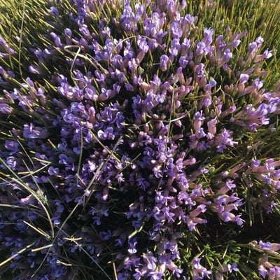 Erinacea anthyllis — flower
