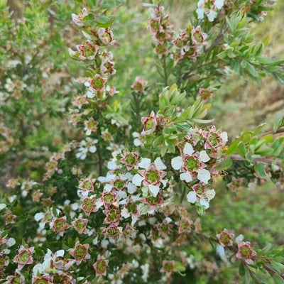 Leptospermum lanigerum — flower