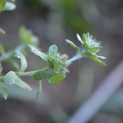 Filago pyramidata — flower