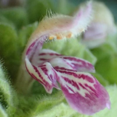 Ballota hirsuta — flower