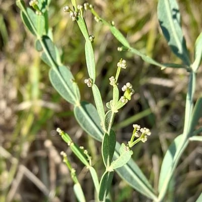 Baccharis articulata — flower