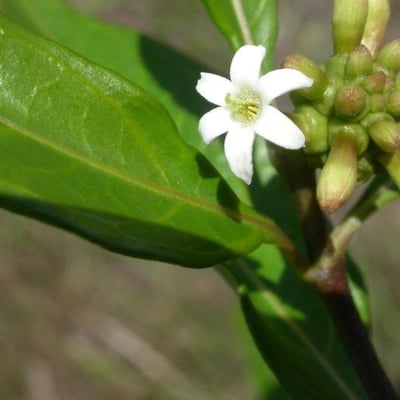 Morinda royoc — flower