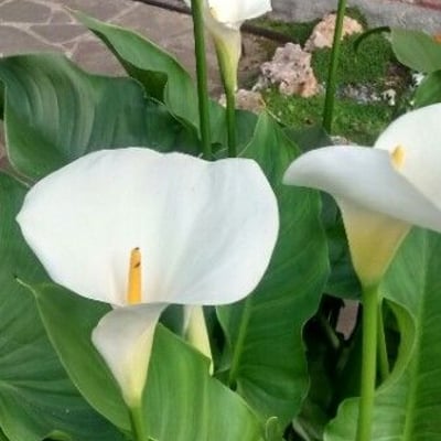 Zantedeschia aethiopica — flower