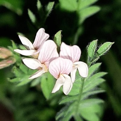 Ornithopus sativus — flower