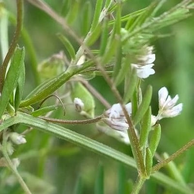 Vicia hirsuta — flower