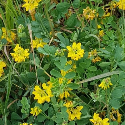 Coronilla coronata — flower