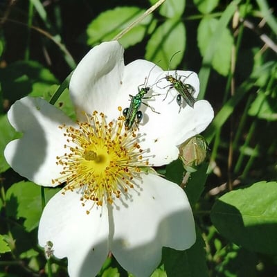 Rosa arvensis — flower